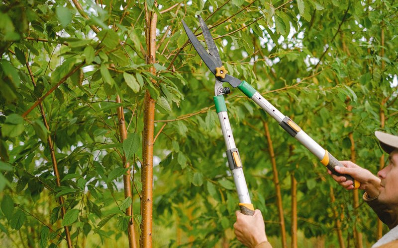 Tree trimming in Knob Noster, MO
